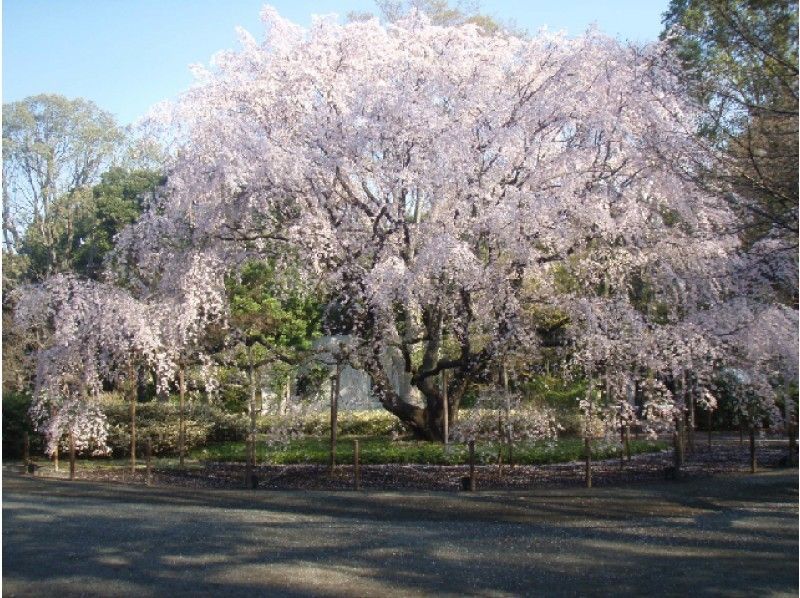 皇居「乾通り」春の一般公開&ゆったり桜庭園めぐりバスツアー ~松花堂御膳のご昼食~【11993】の紹介画像