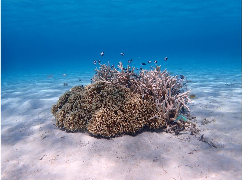 [Okinawa-Zamami]Kayak& Snorkel! Uninhabited island half-day Toursの紹介画像