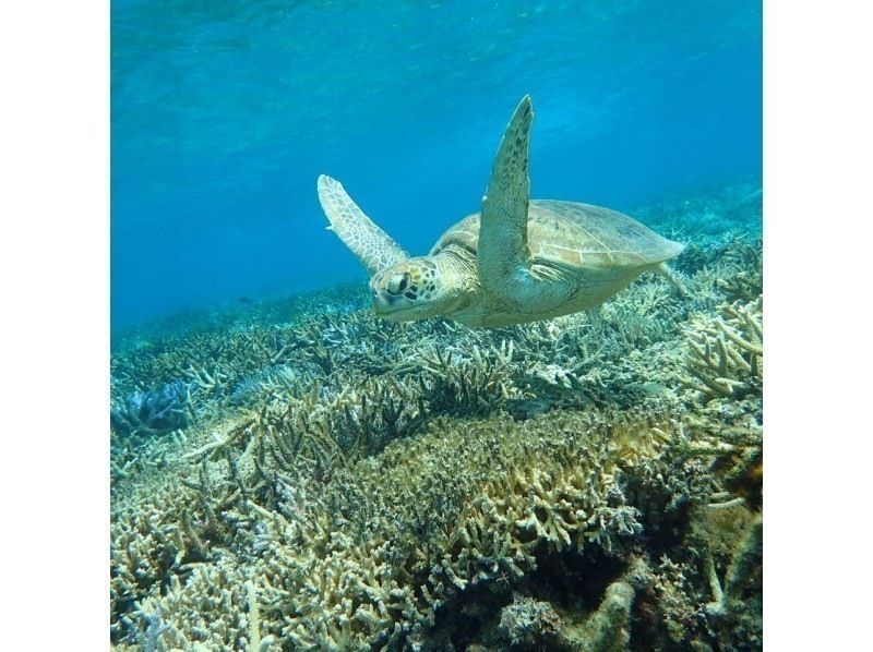 [Okinawa-Zamami]Kayak& Snorkel! Uninhabited island half-day Toursの紹介画像