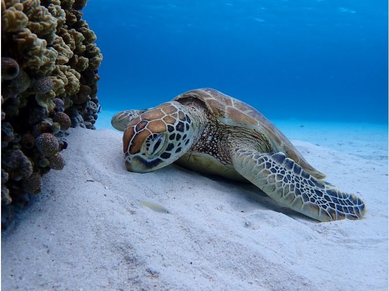 [Okinawa-Zamami]Kayak& Snorkel! Uninhabited island half-day Toursの紹介画像