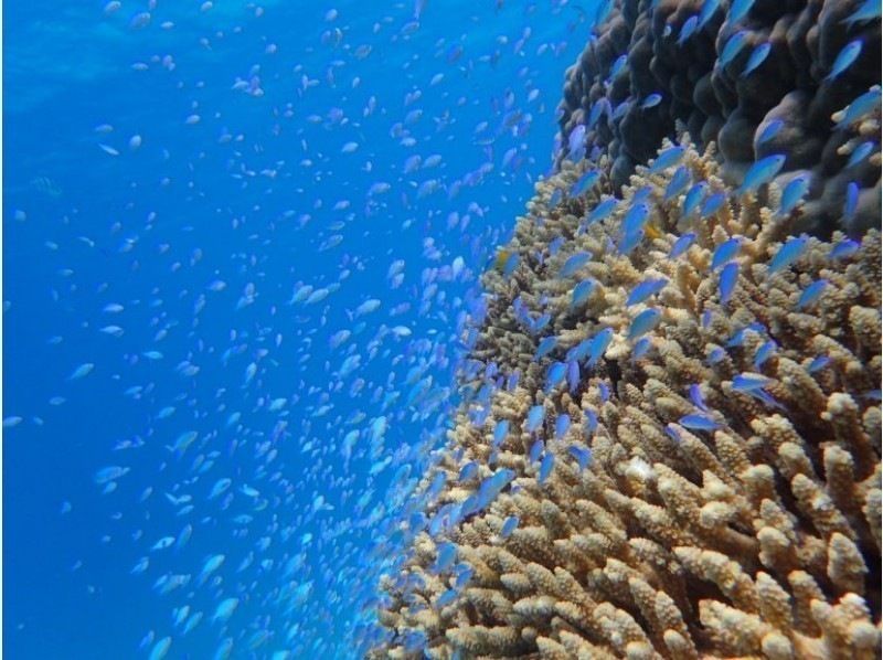 [Okinawa-Zamami]Kayak& Snorkel! Uninhabited island half-day Toursの紹介画像