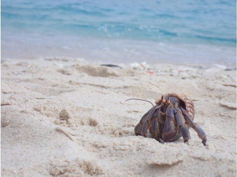 [Okinawa-Zamami]Kayak& Snorkel! Uninhabited island half-day Toursの紹介画像