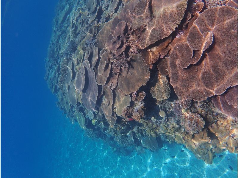 [冲绳- 座间味]皮艇和浮潜！荒岛半日游の紹介画像