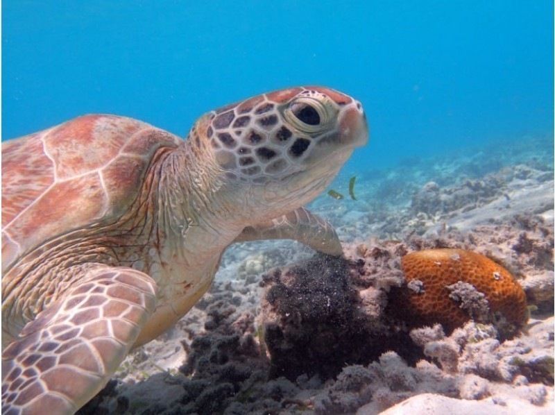 [Okinawa-Zamami] SUP & snorkel! Private beach half-day Toursの紹介画像