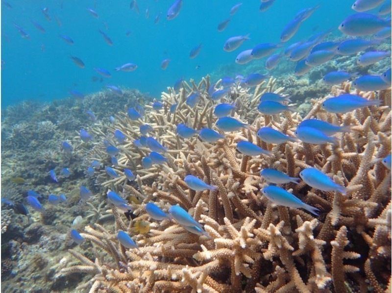 [Okinawa-Zamami] SUP & snorkel! Private beach half-day Toursの紹介画像