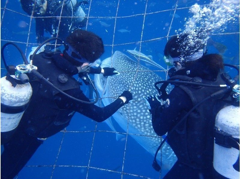 【沖繩·鯨鯊體驗潛水】鯨鯊體驗潛水の紹介画像