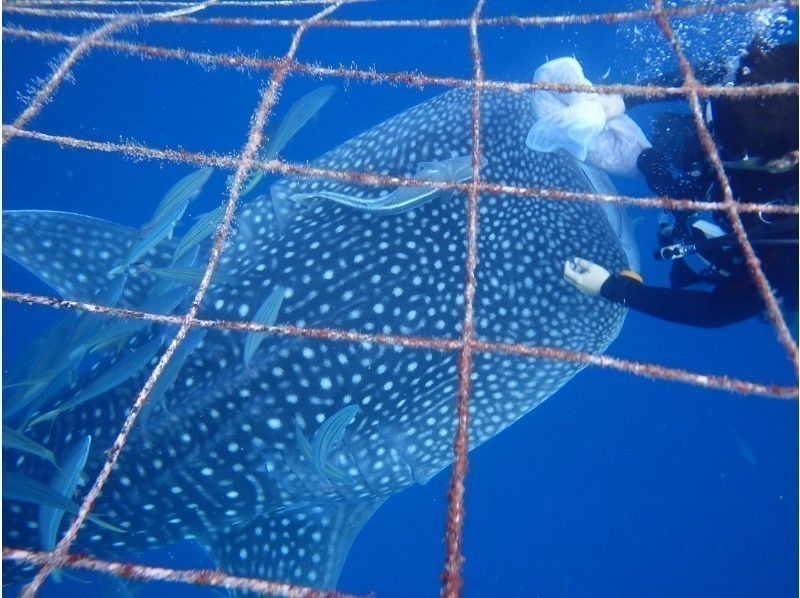 【沖繩·鯨鯊體驗潛水】鯨鯊體驗潛水の紹介画像