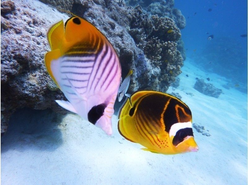 [沖繩恩納]魚的觀察體驗潛水の紹介画像