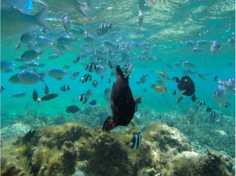 [沖縄·Bise]浮潛感覺就像！骨架皮艇熱帶魚觀賞（90分鐘）の紹介画像