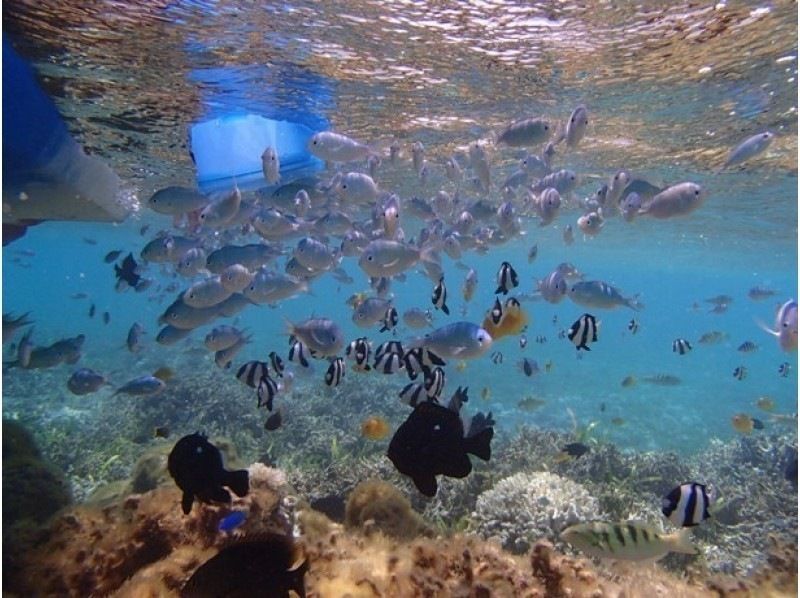 [沖縄·Bise]浮潛感覺就像！骨架皮艇熱帶魚觀賞（90分鐘）の紹介画像