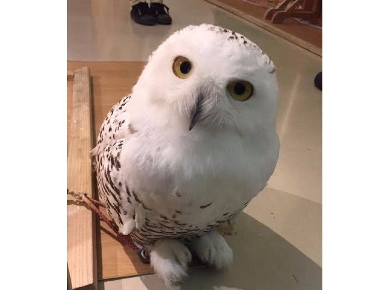 [Wakayama /Iwade City] Experience the interaction at the Owl Cafe! One drink set plan (1 hour)の紹介画像