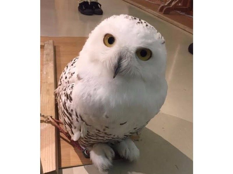 [Wakayama /Iwade City] Experience the interaction at the Owl Cafe! One Drink & Feeding Experience Set Plan (1 hour)の紹介画像