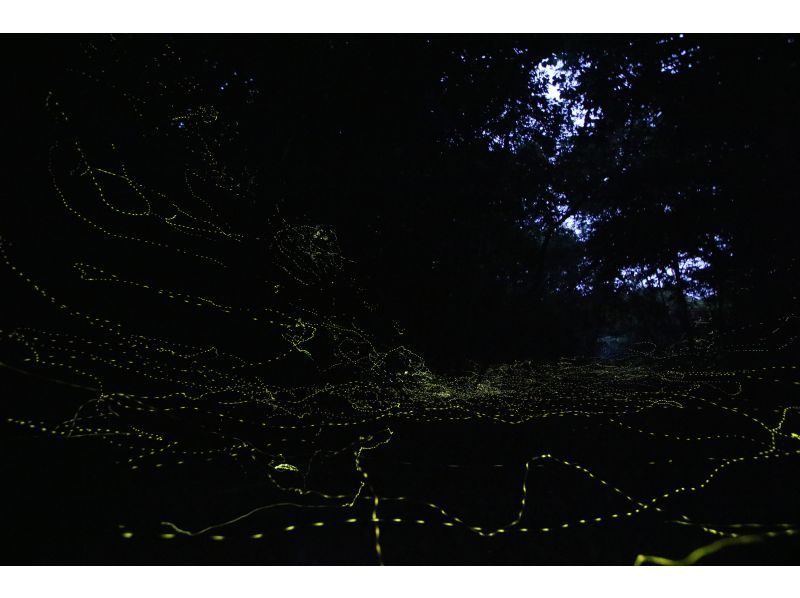 [오키나와&middot; 이리 오모테 섬] 이리 오모테 섬의 밤을 즐기자! "밤하늘나이트투어"코스 (밤 2 시간)の紹介画像