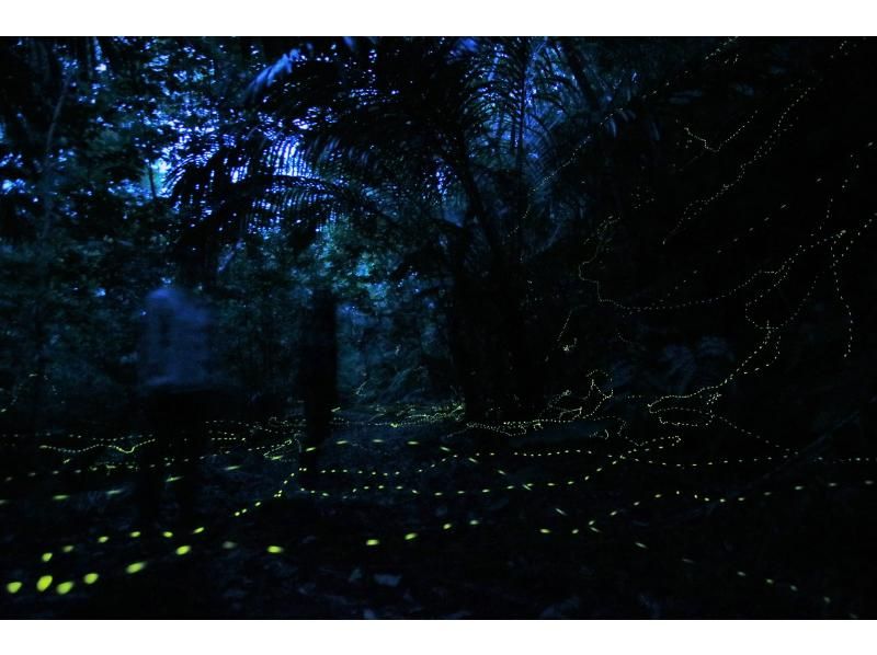 [오키나와&middot; 이리 오모테 섬] 이리 오모테 섬의 밤을 즐기자! "밤하늘나이트투어"코스 (밤 2 시간)の紹介画像