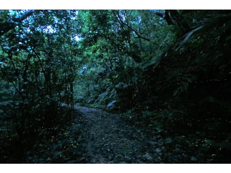 [오키나와&middot; 이리 오모테 섬] 이리 오모테 섬의 밤을 즐기자! "밤하늘나이트투어"코스 (밤 2 시간)の紹介画像