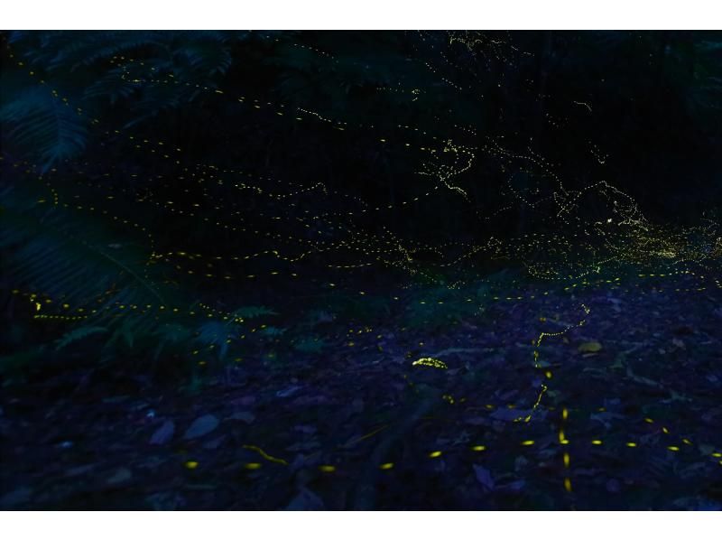 [오키나와&middot; 이리 오모테 섬] 이리 오모테 섬의 밤을 즐기자! "밤하늘나이트투어"코스 (밤 2 시간)の紹介画像