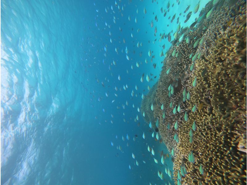【 冲绳 ·Kitaya】一组包机！ ！珊瑚礁体验深潜の紹介画像