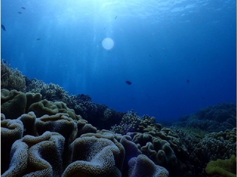 【 Okinawa ·ถ้ำสีฟ้า·หมู่บ้าน Onna 】ดำน้ำดูปะการัง·ให้อาหารฟรี!の紹介画像