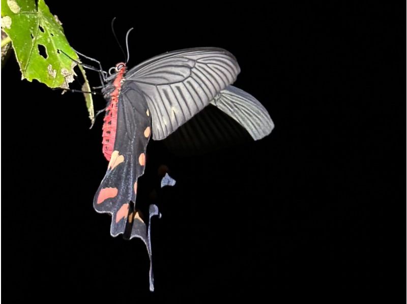 【石垣島/夜】こと座流星群観測チャンス！星空＆ジャングルナイトツアー★天然プラネタリウム&times;南国のレア生物★当日申し込みOK！の紹介画像