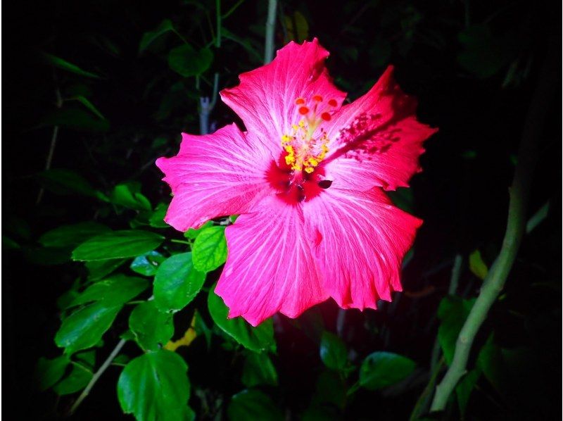 【石垣島/夜】こと座流星群観測チャンス！星空＆ジャングルナイトツアー★天然プラネタリウム&times;南国のレア生物★当日申し込みOK！の紹介画像