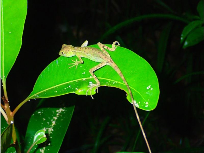 【石垣島/夜】こと座流星群観測チャンス！星空＆ジャングルナイトツアー★天然プラネタリウム&times;南国のレア生物★当日申し込みOK！の紹介画像