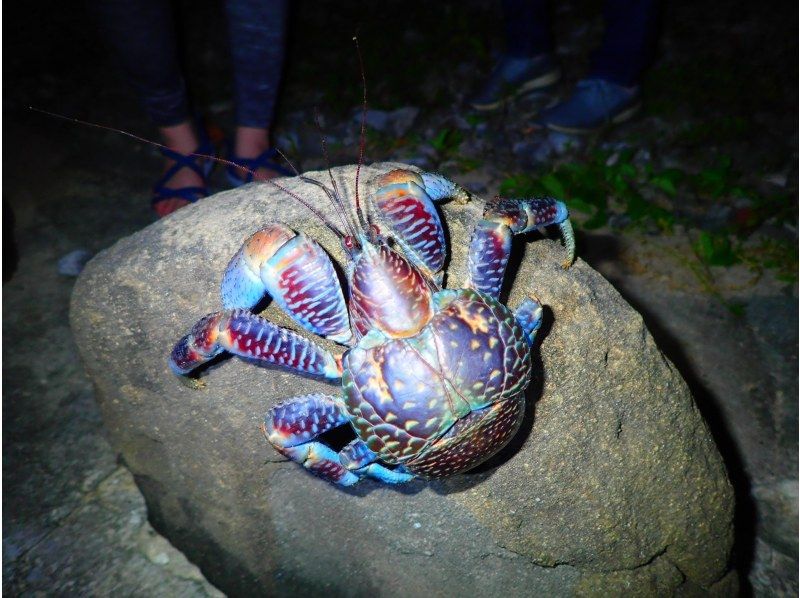 Ishigaki Island / Night] Starry Sky & Jungle Night Tour ☆ Natural
