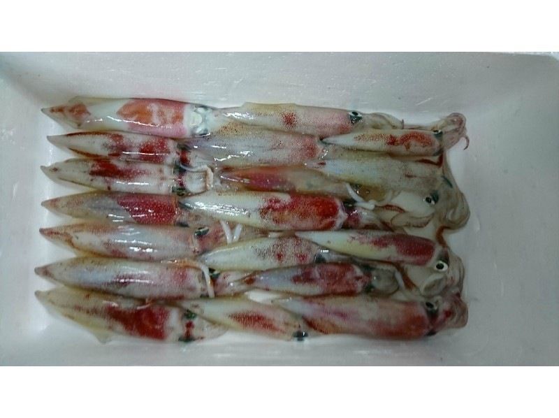 [Wakayama/Susami Town [Jitai]] Why not try fishing for bigfin squid! ? Bigfin squid: Tip run (7 hours)の紹介画像