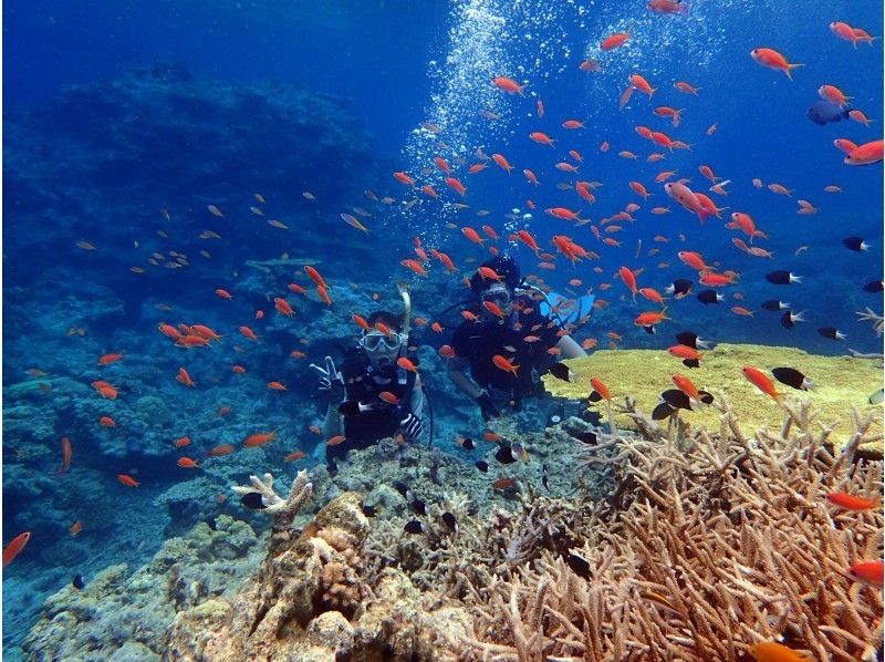 冲绳 Iriomotejima Iriomotejima的海洋和山区保护区！ Canu  - 徒步旅行和浮潜或体验潜水1 日游 -の紹介画像