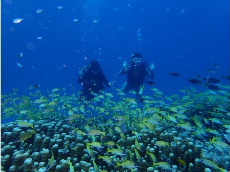 【Ishigaki Island Diving】 Beginner welcome! Challenge for experiencing diving at Ishigakijima, treasure house of natureの紹介画像