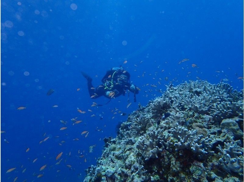 【Ishigaki Island Diving】 Beginner welcome! Challenge for experiencing diving at Ishigakijima, treasure house of natureの紹介画像
