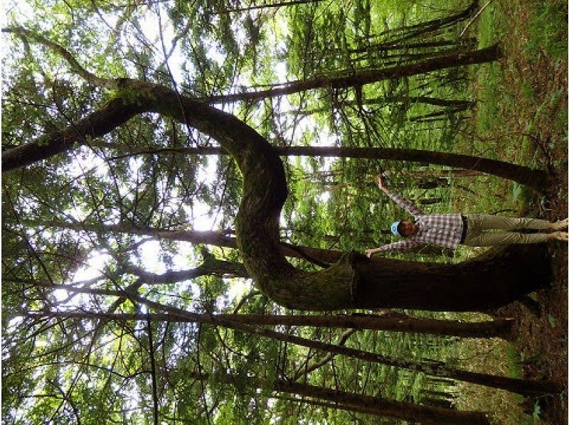 [Tochigi ・ Nasu】 Refreshing in the wetland of Numahara wetland hiking ~ 1300m above sea level ~の紹介画像