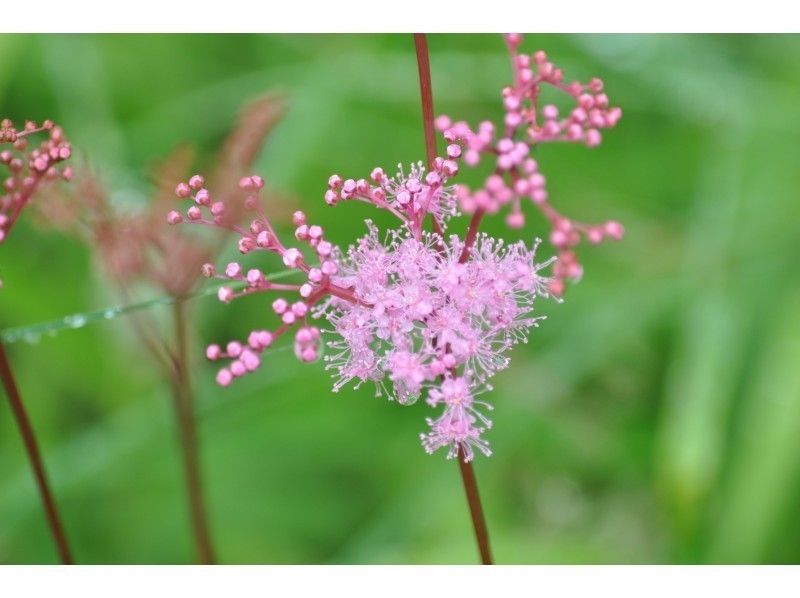 [Tochigi ・ Nasu】 Refreshing in the wetland of Numahara wetland hiking ~ 1300m above sea level ~の紹介画像