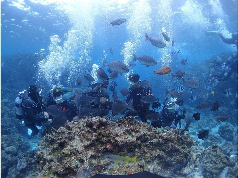 【冲绳县·总公司镇】第一个人是安全的！在主岛北部的经验深潜！の紹介画像