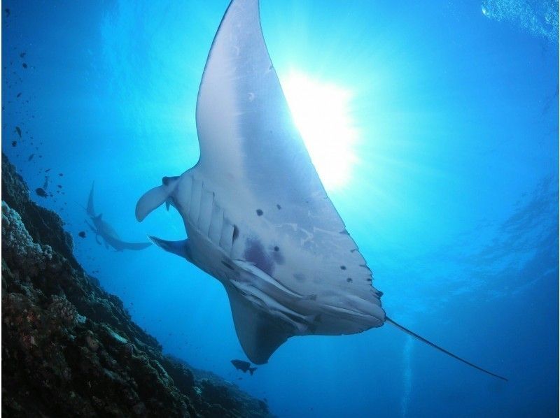 [เกาะอิชิงากิ] ไปดู Manta Ray-Coral Reef ดำน้ำตื้นหลักสูตรครึ่งวัน - (AM / PM)の紹介画像