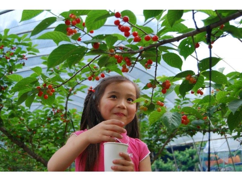 【Kumamoto / Aso】 Cherry harvest experienceの紹介画像