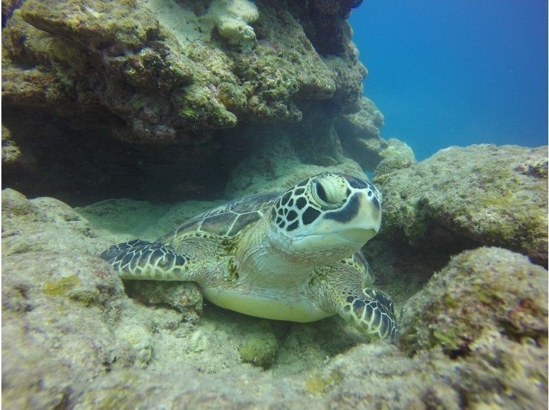 [冲绳/石垣岛]去看蝠man和海龟-珊瑚礁浮潜1天课程-（提供接机服务）の紹介画像
