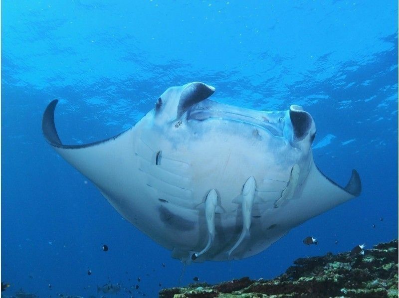 [Okinawa / Ishigaki Island] Go to see manta rays and sea turtles-Coral reef snorkeling 1-day course-の紹介画像