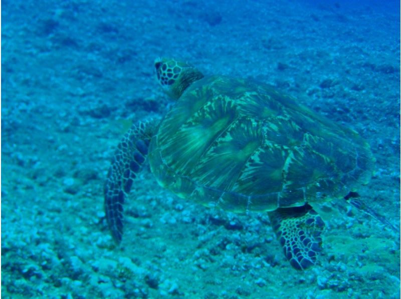 [冲绳/石垣岛]去看蝠man和海龟-珊瑚礁浮潜1天课程-（提供接机服务）の紹介画像