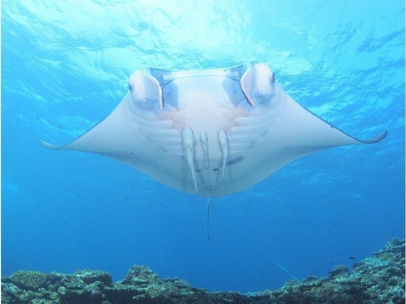 [โอกินาว่า / เกาะอิชิงากิ] ไปดู Manta Ray-Experience ดำน้ำหลักสูตรครึ่งวัน - (AM / PM)の紹介画像