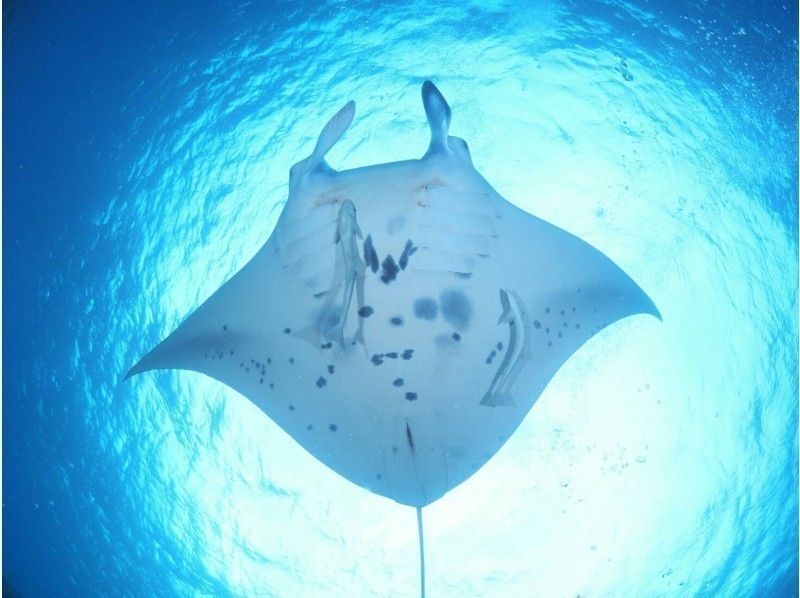 [Okinawa / Ishigaki Island] Go to see manta rays and sea turtles-Experience diving 1-day course- (pick-up service available)の紹介画像