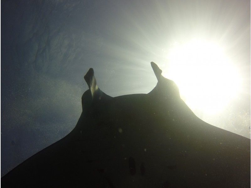 【沖縄・石垣島】マンタとウミガメに会いに行く～体験ダイビング1日コース～（送迎対応可）の紹介画像