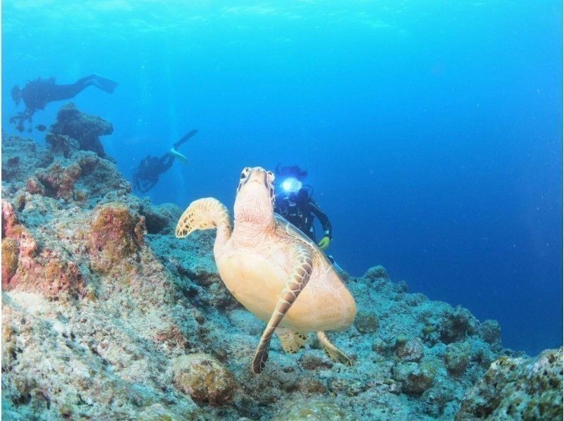 [冲绳/石垣岛]去看蝠man和海龟-体验潜水1天课程-（提供接机服务）の紹介画像
