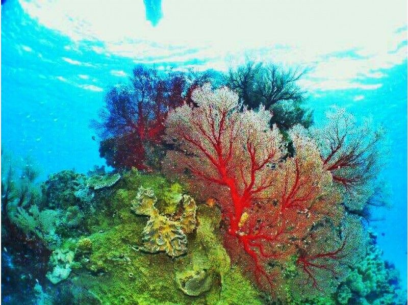 [Okinawa / Ishigaki Island] Landing on a phantom island & snorkeling in the sea of coral reefs Half-day course morning / afternoon)の紹介画像