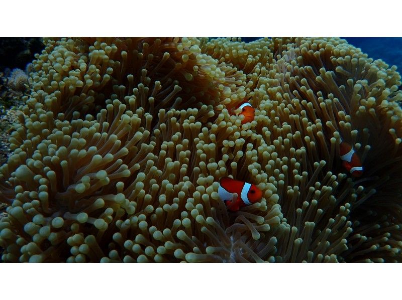 [โอกินาว่า / เกาะอิชิงากิ] ลงจอดบนเกาะผีและดำน้ำดูปะการังในทะเลแนวปะการังหลักสูตรครึ่งวันเช้า / บ่าย)の紹介画像