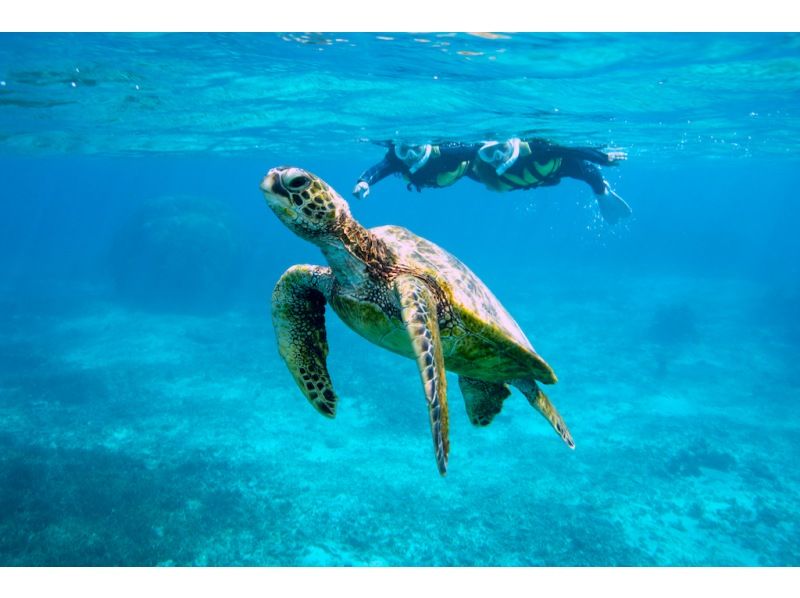 [Miyakojima Sea Turtles] \ Easy to meet at the store / Snorkel tour to swim with sea turtles! Free tour photos, showers, hairdryers, and parking♡の紹介画像