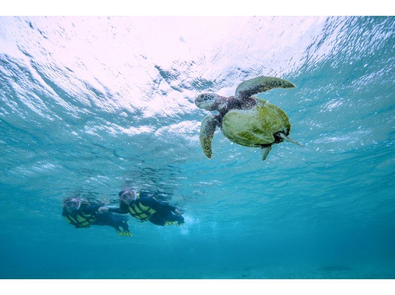 [沖繩/宮古島]\遇到率98％以上/與海龜一起游泳的浮潛之旅！配備淋浴和吹風機♡の紹介画像