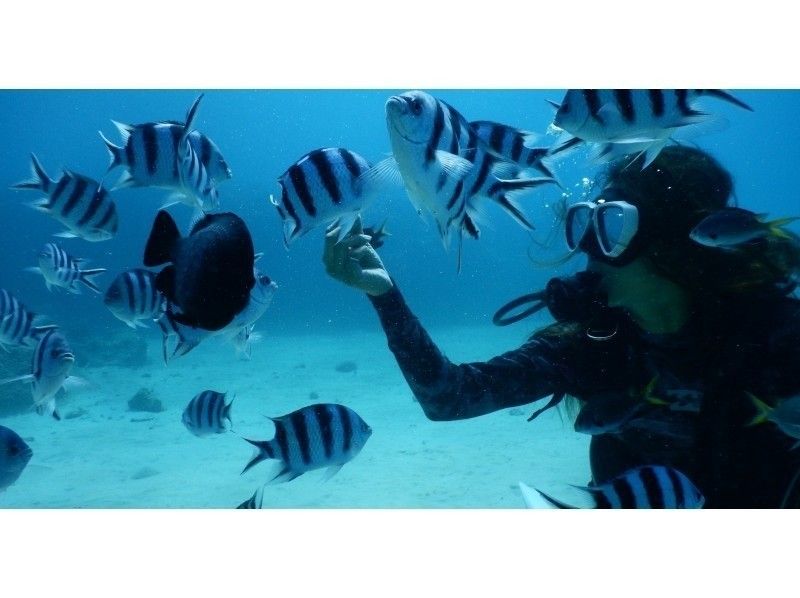 【沖縄・美ら海水族館近く】体験ダイビングコース☆高画質！GoPro水中動画プレゼント☆白い砂地と広がるサンゴ礁の水中世界へようこそ！！の紹介画像