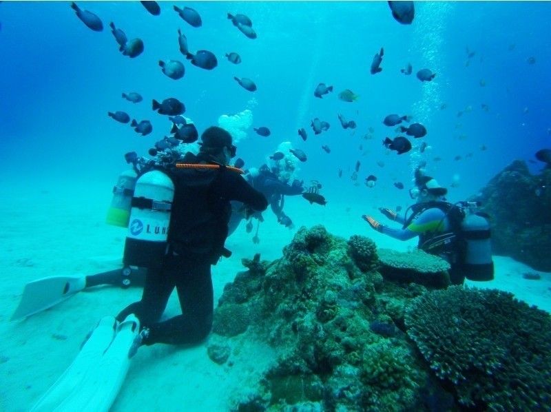 【沖縄・美ら海水族館近く】体験ダイビングコース☆高画質！GoPro水中動画プレゼント☆白い砂地と広がるサンゴ礁の水中世界へようこそ！！の紹介画像