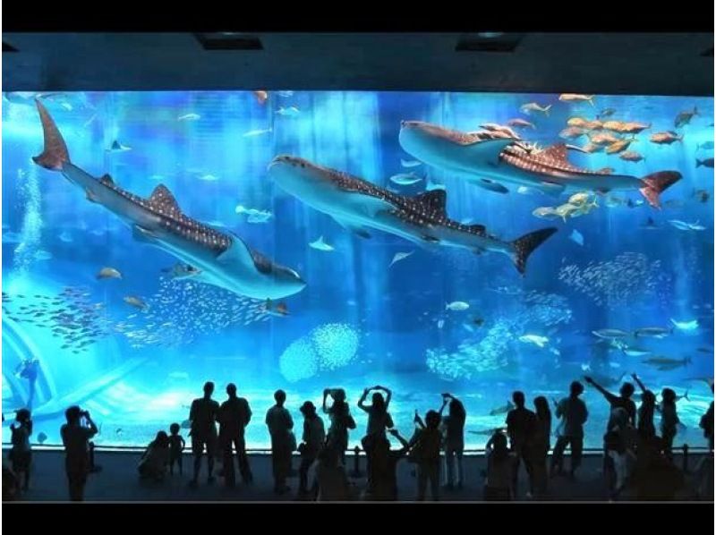 沖縄観光旅行おすすめアクティビティ＆観光スポットまとめ　本島　離島　美ら海水族館　ジンベイザメ　水槽　セルリアンブルー(Cerulean