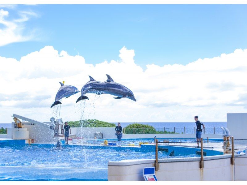 SALE！【那覇・北谷発着】美ら島終日観光バス（Cコース）美ら海水族館→古宇利島→お菓子御殿→万座毛→アメリカンビレッジ★の紹介画像